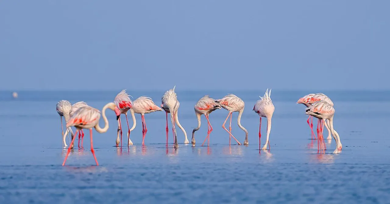 Pulicat Lake flamingos places to visit near Chennai