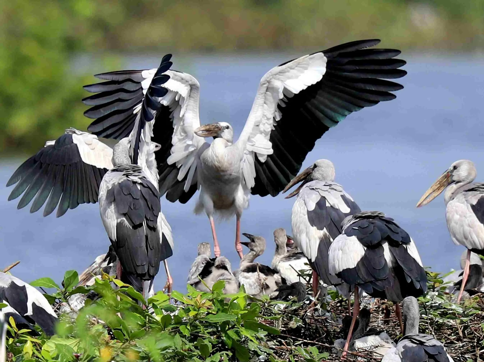 Vedanthangal Bird Sanctuary weekend getaway from Chennai